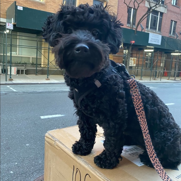 Meet your Posher, Maizy+Riley - Picture 3 of 12